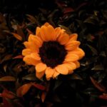 Bloxburg landscaping ideas featuring outdoor decorations, backyard designs, and garden inspiration