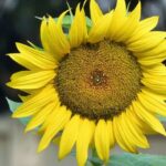 Vegetable Garden Design and Layout Captivating Vegetable Garden Design and Layout ideas for your backyard oasis