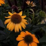 Front House Landscape Ideas Hedges Front House Landscape Ideas: Beautiful Hedges to Elevate Your Home's Curb Appeal