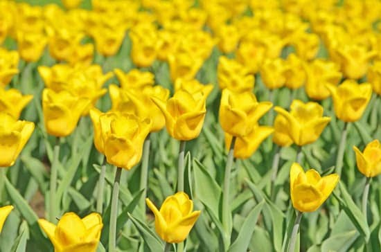 Rectangle Rectangular Garden Design Layout 1 Rectangular Garden Design Layout: Symmetrical plant beds bordered by walkways, maximizing space