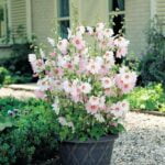 Landscape Ideas for Arizona Xeriscaping and cactus gardens are great landscape ideas for Arizona