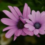 Above Ground Trampoline Landscape Ideas Explore Creative Landscape Ideas for Above Ground Trampolines