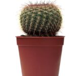 Front door landscaping ideas: adding colorful flowers and shrubs to create an inviting entryway