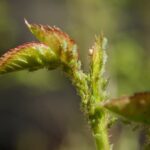 Tropical Landscaping Ideas Vibrant tropical landscaping ideas including palm trees, lush foliage, and colorful flowers for your home