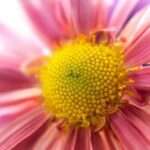 Stunning Potted Plant Landscape Ideas for your outdoor space
