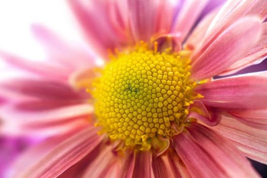 Potted Plant Landscape Ideas 3 Stunning Potted Plant Landscape Ideas for your outdoor space