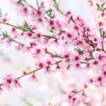 Beautifully arranged home garden layout design showcasing harmonious placement of plants and outdoor decor