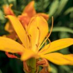 Beautiful and creative landscaping ideas in Citrus County, FL