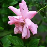 Tree Landscaping Ideas Stunning tree landscaping ideas: shade, focal points, and natural beauty for your outdoor space