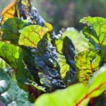 Landscape Edging Ideas Creative and Sustainable Landscape Edging Ideas: Enhance Your Garden with Eco-Friendly Designs