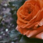 Garden Patio Design Layout 5ft x 4ft: Cozy outdoor space with stylish furniture and lush landscaping