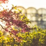 Zone 8 Landscape Ideas: Drought-tolerant plants, xeriscaping, and native species for stunning outdoor spaces