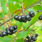 Do It Yourself Xeriscape Landscaping Ideas Transform your yard with these DIY xeriscape landscaping ideas: Do It Yourself Xeriscape Landscaping Ideas
