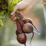 Transform your yard with Miami landscaping ideas - lush gardens, tropical plants, and stunning outdoor designs