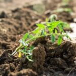 Beautiful Landscaping Ideas for Poor Soil: Drought-Tolerant Plants and Raised Garden Beds