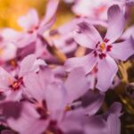 Breathtaking flower garden designs and layouts that showcase nature's beauty