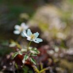 2 Story House Landscaping Ideas 2 Story House Landscaping Ideas: Front yard with cascading flowers, stone pathway, and lush greenery