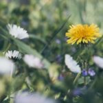 Soothing Backyard Desert Landscaping Ideas featuring cacti, succulents, and drought-tolerant plants