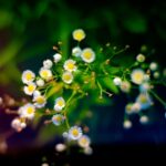 Landscape Garden Ideas Explore stunning landscape garden ideas for creating a picturesque outdoor sanctuary