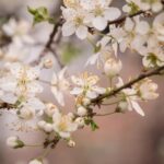 Yard Landscaping Ideas Front Yard Japanese Maple Garden Front yard Japanese maple garden with curated landscaping ideas for a beautiful and tranquil yard