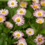 Small Lot Landscaping Ideas Small lot landscaping ideas: maximizing space with vertical gardens, container plants, and turf alternatives