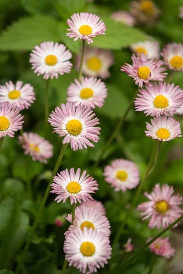 Small Lot Landscaping Ideas 1 Small lot landscaping ideas: maximizing space with vertical gardens, container plants, and turf alternatives
