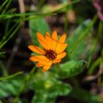 Cheap Diy Backyard Landscaping Ideas Affordable backyard landscaping ideas for your DIY project: CHEAP DIY BACKYARD LANDSCAPING IDEAS