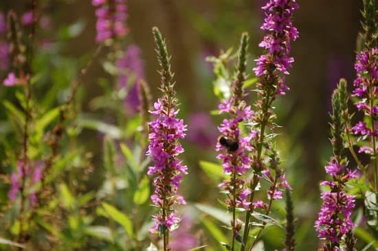 Apartment Patio Gardening Ideas 7 Small Space Garden Inspiration: Apartment Patio Gardening Ideas