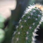 Christmas Ideas for a Gardener Christmas gift ideas for a gardener: tools, seeds, and decorative planters