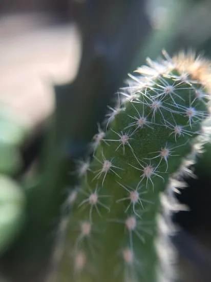 Christmas gift ideas for a gardener: tools, seeds, and decorative planters