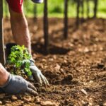 Box Gardens Ideas Box Gardens Ideas: Creative container gardening tips for small spaces and urban environments