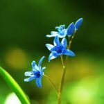 Transform small outdoor spaces with these inspiring balcony gardens ideas for a lush and vibrant urban oasis