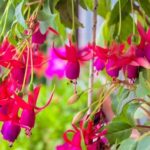 Creative designs for raised gardens ideas, including vertical, tiered, and container gardening options