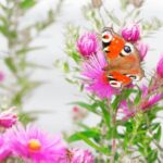 Container Ideas for Gardening Creative container ideas for gardening to enhance your outdoor space