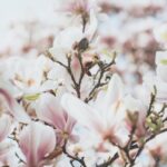 Ideas for Rose Gardens Vibrant Blooms: Ideas for Rose Gardens