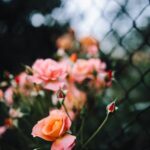 Gardening Ideas for Front Porch Front porch gardening ideas to enhance your outdoor space with beauty and greenery