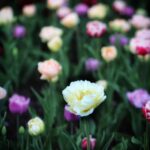 Drainage Ideas for Gardens Creative and Efficient Drainage Ideas for Gardens