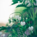 Garden ideas for dogs: pet-friendly landscaping, dog-friendly plants, and safe outdoor play areas