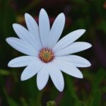 Gardening Ideas for Small Patios Creatively maximize small patio space with these gardening ideas for small patios