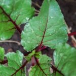 Gardening Club Ideas Explore creative gardening club ideas for plant enthusiasts and beginners alike