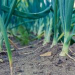 Container gardening with vibrant, sun-loving plants for maximum impact and beauty
