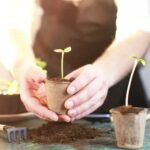 South Florida Gardening Ideas Sunny and Tropical: South Florida Gardening Ideas for Your Lush Oasis