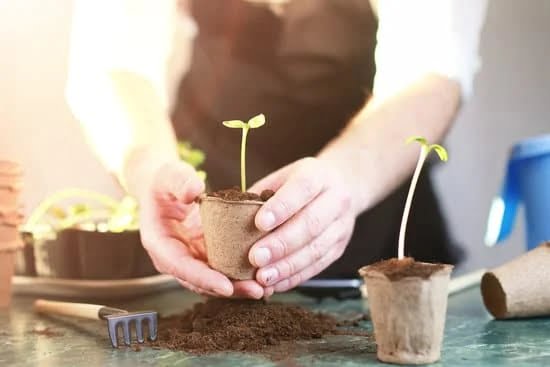 South Florida Gardening Ideas 1 Sunny and Tropical: South Florida Gardening Ideas for Your Lush Oasis