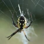 Vegetable Gardening Ideas at Home Discover creative vegetable gardening ideas at home for a thriving garden