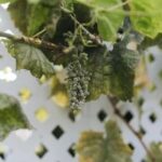 Creative Container Gardening Design Ideas: Inspiration for Beautiful Outdoor Spaces