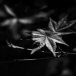 Landscape Gardening Ideas Lush and serene landscape gardening ideas to transform your outdoor space into a natural oasis