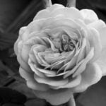 Privacy Gardening Ideas Transform your backyard into a private oasis with these privacy gardening ideas