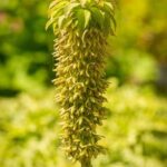 Fencing Ideas for Small Gardens Fencing ideas for small gardens: space-saving designs, privacy solutions, and decorative options for limited area