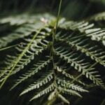 Vibrant Container Gardening Ideas: Flowers to Brighten Your Space