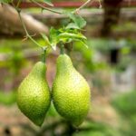 Ideas for Very Small Front Gardens Sustainable landscaping ideas for very small front gardens: maximizing space, adding greenery, and creating cozy outdoor spaces